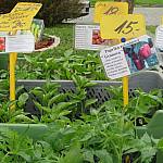 IMG_0824.JPG